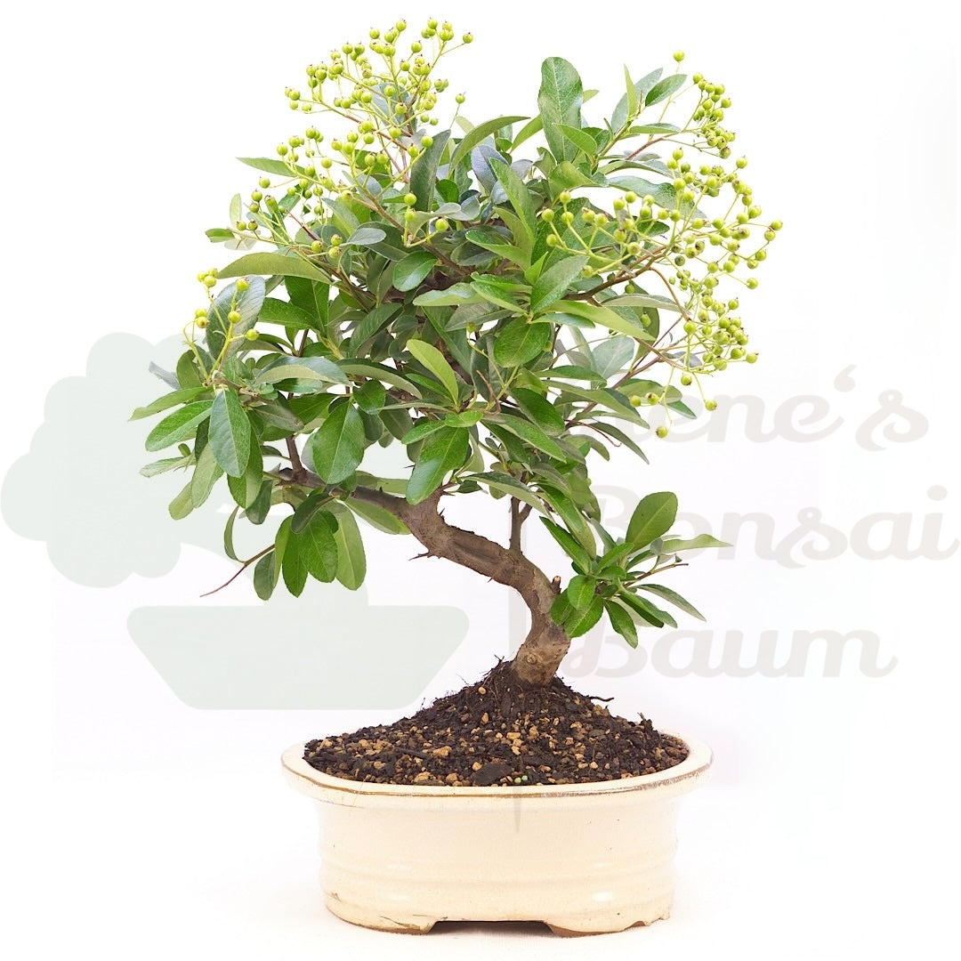 Feuerdorn 'Pyracantha coccinea'